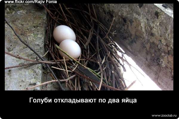 Голуби откладывают по два яйца.