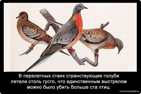 В перелетных стаях странствующие голуби летели столь густо, что единственным выстрелом можно было убить больше ста птиц.