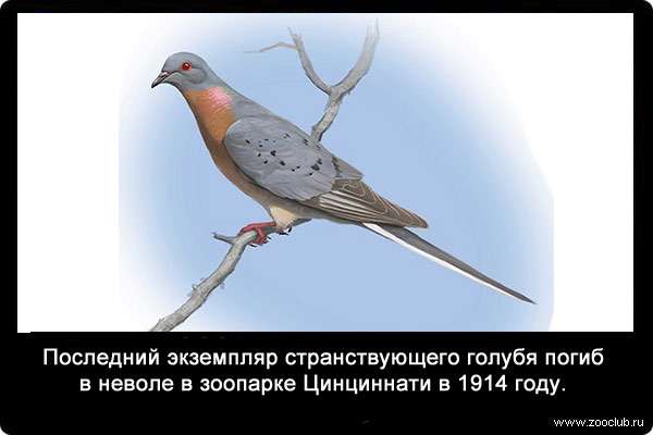 Последний экземпляр странствующего голубя погиб в неволе в зоопарке Цинциннати в 1914 году..