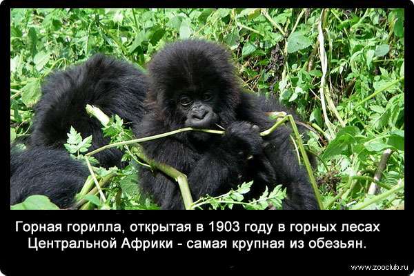 Горная горилла, открытая в 1903 году в горных лесах Центральной Африки - самая крупная из обезьян.