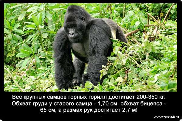 Вес крупных самцов горных горилл достигает 200-350 кг. Обхват груди у старого самца - 1,70 см, обхват бицепса - 65 см, а размах рук достигает 2,7 м!