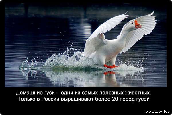 Домашние гуси - одни из самых полезных животных. Только в России выращивают более 20 пород гусей.