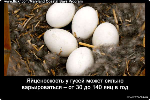 Яйценоскость у гусей может сильно варьироваться - от 30 до 140 яиц в год.