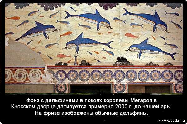 Фриз с дельфинами в покоях королевы Мегароп в Кносском дворце датируется примерно 2000 годом до нашей эры. На фризе великолепно изображены обычные дельфины.