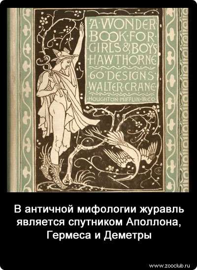 В античной мифологии журавль является спутником Аполлона, Гермеса и Деметры.