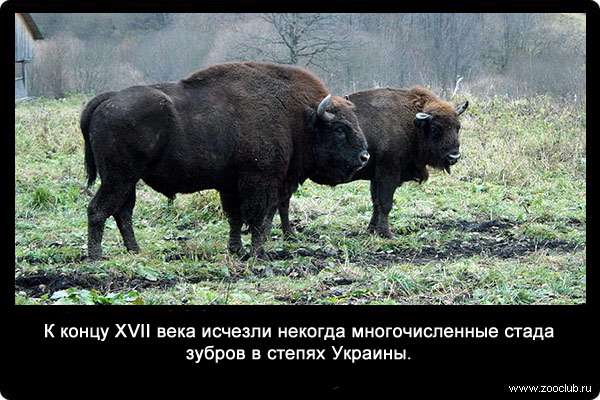 К концу XVII века исчезли некогда многочисленные стада зубров в степях Украины.