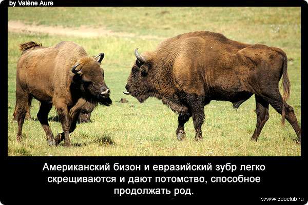 Американский бизон и евразийский зубр легко скрещиваются и дают потомство, способное продолжать род.