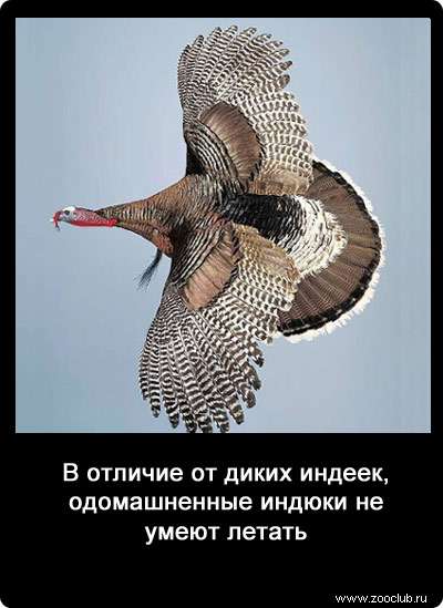 В отличие от диких индеек, одомашненные индюки не умеют летать.