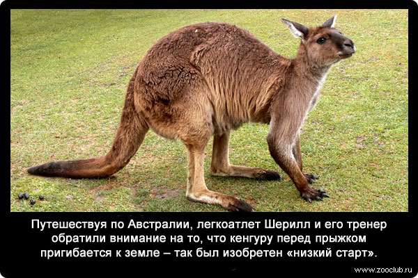 Путешествуя по Австралии, легкоатлет Шерилл и его тренер обратили внимание на то, что кенгуру перед прыжком пригибается к земле - так был изобретен «низкий старт».