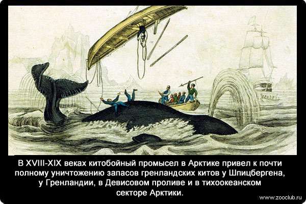 В XVIII и XIX веках китобойный промысел в Арктике привел к почти полному уничтожению запасов гренландских китов у Шпицбергена, у Гренландии, в Девисовом проливе и в тихоокеанском секторе Арктики.