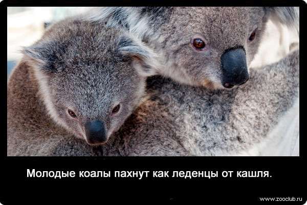 Молодые коалы пахнут как леденцы от кашля.