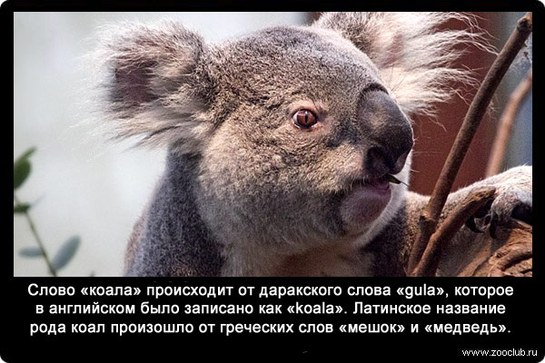 Слово «коала» происходит от даракского слова «gula», которое в английском было записано как «koala». Латинское название рода коал произошло от греческих слов «мешок» и «медведь». 