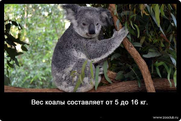 Вес коалы составляет от 5 до 16 кг. 