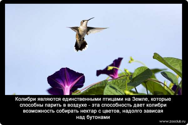 Колибри являются единственными птицами на Земле, которые способны парить в воздухе - эта способность дает колибри возможность собирать нектар с цветов, надолго зависая над бутонами.