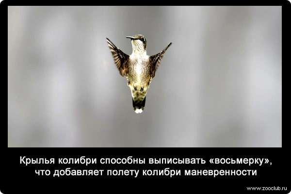 Крылья колибри способны выписывать «восьмерку», что добавляет полету колибри маневренности.