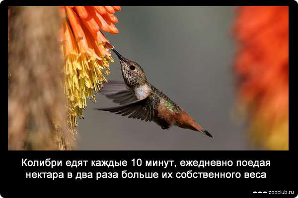 Колибри едят каждые 10 минут, ежедневно поедая нектара в два раза больше их собственного веса.