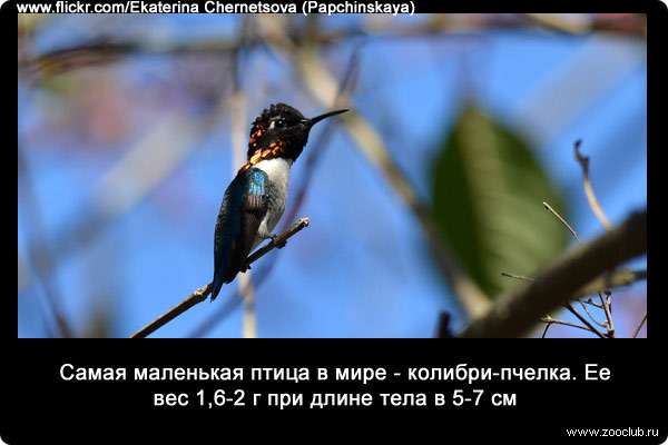 Самая маленькая птица в мире - колибри-пчелка (Mellisuga helenae). Ее вес 1,6-2 г при длине тела в 5-7 см.