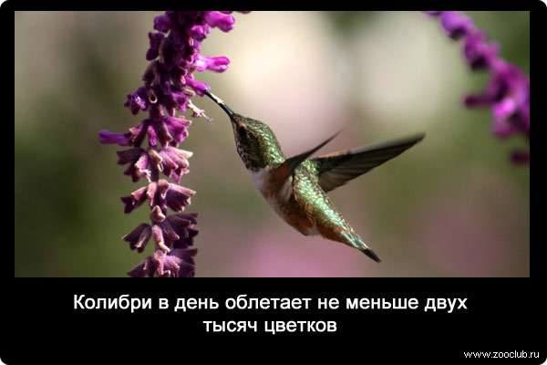 Колибри в день облетает не меньше двух тысяч цветков.