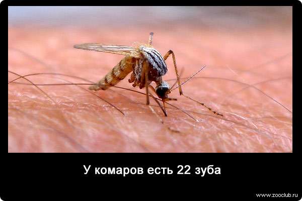 У комаров есть 22 зуба.