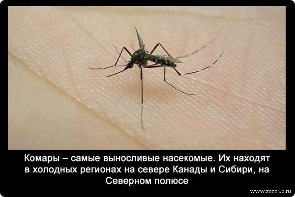 Комары - самые выносливые насекомые. Их находят в холодных регионах на севере Канады и Сибири, на Северном полюсе.