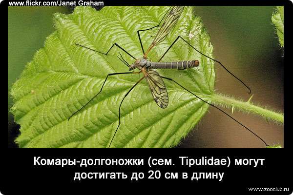 Комары-долгоножки (сем. Tipulidae) могут достигать до 20 см в длину.