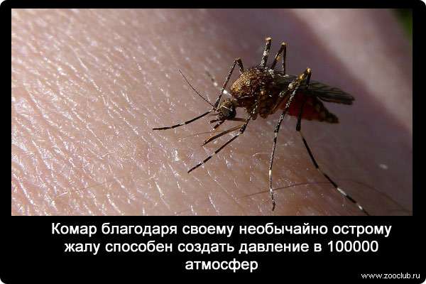 Комар благодаря своему необычайно острому жалу способен создать давление в 100000 атмосфер.