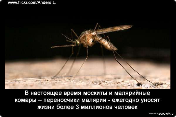 В настоящее время москиты и малярийные комары - переносчики малярии - ежегодно уносят жизни более 3 миллионов человек.