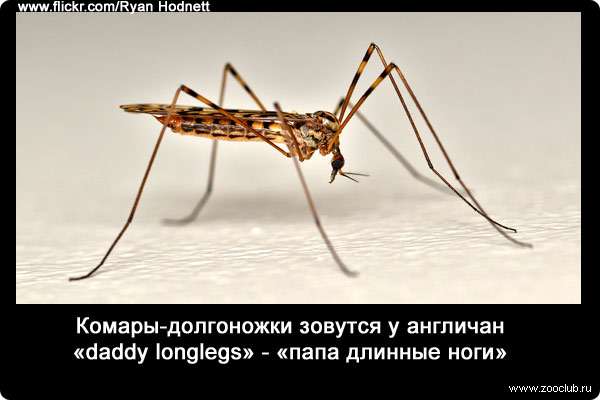 Комары-долгоножки зовутся у англичан «daddy longlegs» - «папа длинные ноги».