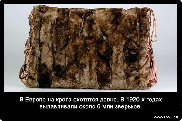 В Европе на крота охотятся давно. В 20-х годах нашего столетия вылавливали около 6 млн. зверьков.