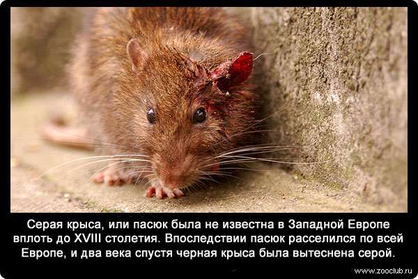 Серая крыса, или пасюк (Rattus norvegicus) была не известна в Западной Европе вплоть до XVIII столетия. Впоследствии пасюк расселился по всей Европе, и два века спустя черная крыса была вытеснена серой.