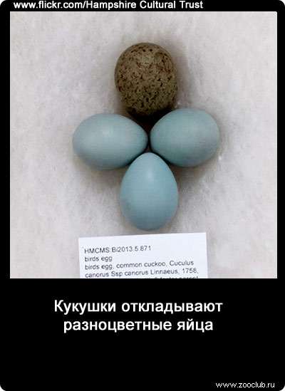Кукушки откладывают разноцветные яйца.