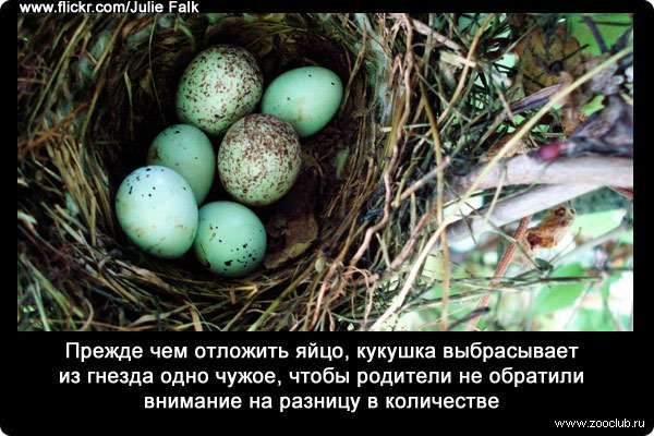 Прежде чем отложить яйцо, кукушка выбрасывает из гнезда одно чужое, чтобы родители не обратили внимание на разницу в количестве.