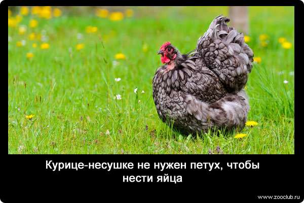 Курице-несушке не нужен петух, чтобы нести яйца.