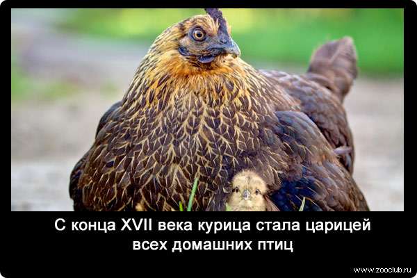 С конца ХVII века курица стала царицей всех домашних птиц.