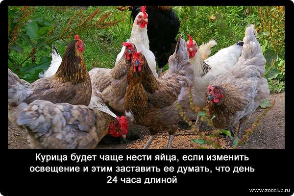 Курица будет чаще нести яйца, если изменить освещение и этим заставить ее думать, что день 24 часа длиной.