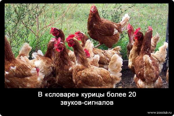 В «словаре» курицы более 20 звуков-сигналов.