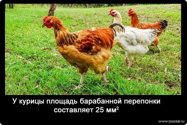 У курицы площадь барабанной перепонки составляет 25 мм2.