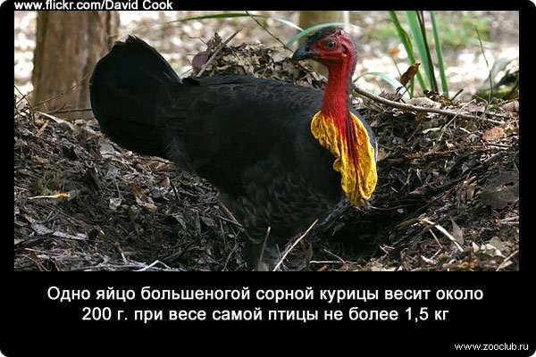 Одно яйцо большеногой сорной курицы (Alectura lathami) весит около 200 г. при весе самой птицы не более 1,5 кг.