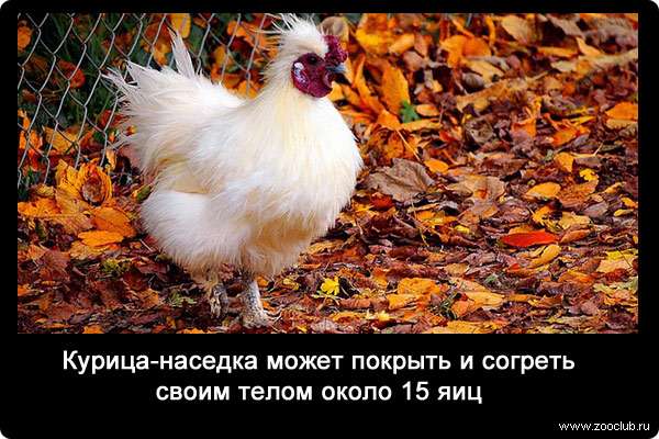 Курица-наседка может покрыть и согреть своим телом около 15 яиц.