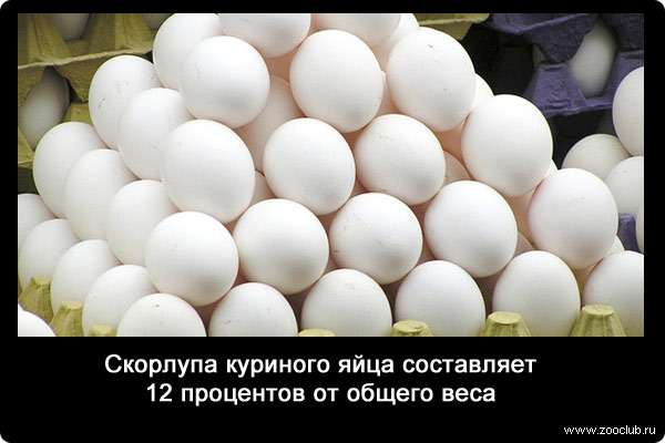 Скорлупа куриного яйца составляет 12 процентов от общего веса.