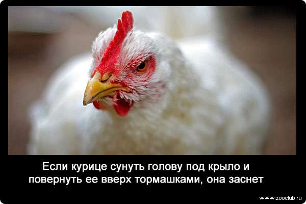 Если курице сунуть голову под крыло и повернуть ее вверх тормашками, она заснет.