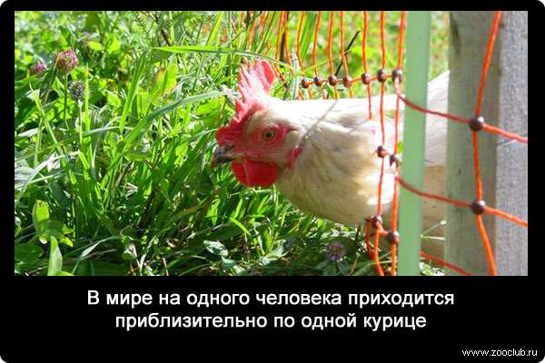 В мире на одного человека приходится приблизительно по одной курице.