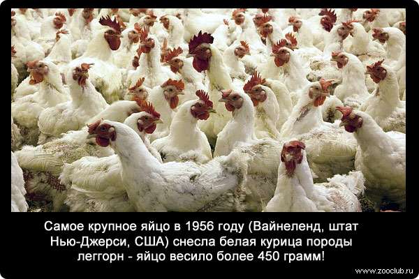 Самое крупное яйцо в 1956 году (Вайнеленд, штат Нью-Джерси, США) снесла белая курица породы леггорн - яйцо весило более 450 грамм!