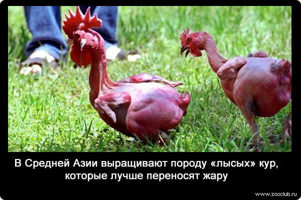 В Средней Азии выращивают породу «лысых» кур, которые лучше переносят жару.