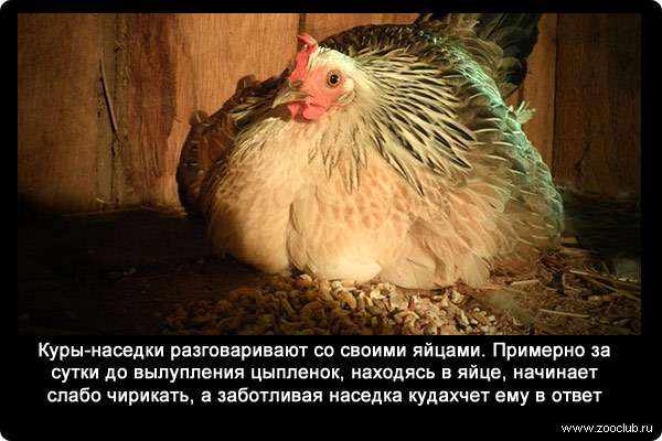 Куры-наседки разговаривают со своими яйцами. Примерно за сутки до вылупления цыпленок, находясь в яйце, начинает слабо чирикать, а заботливая наседка кудахчет ему в ответ.