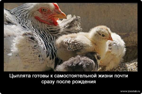 Цыплята готовы к самостоятельной жизни почти сразу после рождения.