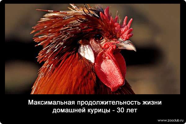 Максимальная продолжительность жизни домашней курицы - 30 лет.