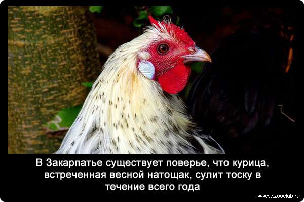 В Закарпатье существует поверье, что курица, встреченная весной натощак, сулит тоску в течение всего года.