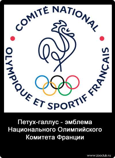 Петух-галлус - эмблема Национального Олимпийского Комитета Франции. 