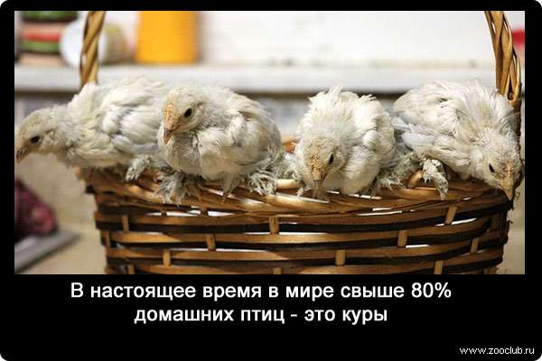 В настоящее время в мире свыше 80% домашних птиц - это куры.